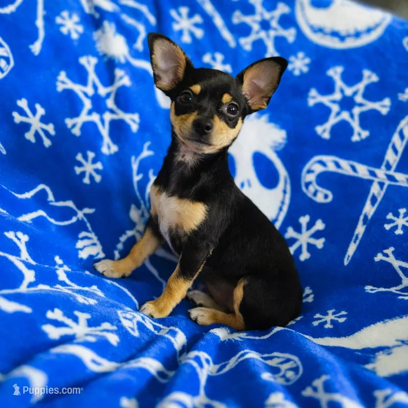 Daphne  – Chihuahua puppy for sale in Haines City, FL