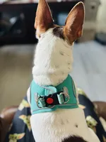 Boo-boo , a female Rat Terrier for sale in Haines City, FL – Photo 3 of 3