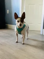 Boo-boo , a female Rat Terrier for sale in Haines City, FL – Photo 2 of 3