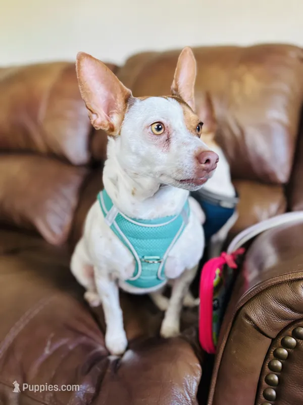 Boo-boo  – Rat Terrier puppy for sale in Haines City, FL