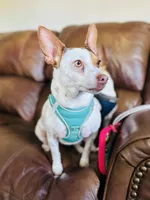 Boo-boo , a female Rat Terrier for sale in Haines City, FL – Photo 1 of 3