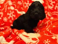 Lue, a male Doxiepoo for sale in Haines City, FL – Photo 2 of 2