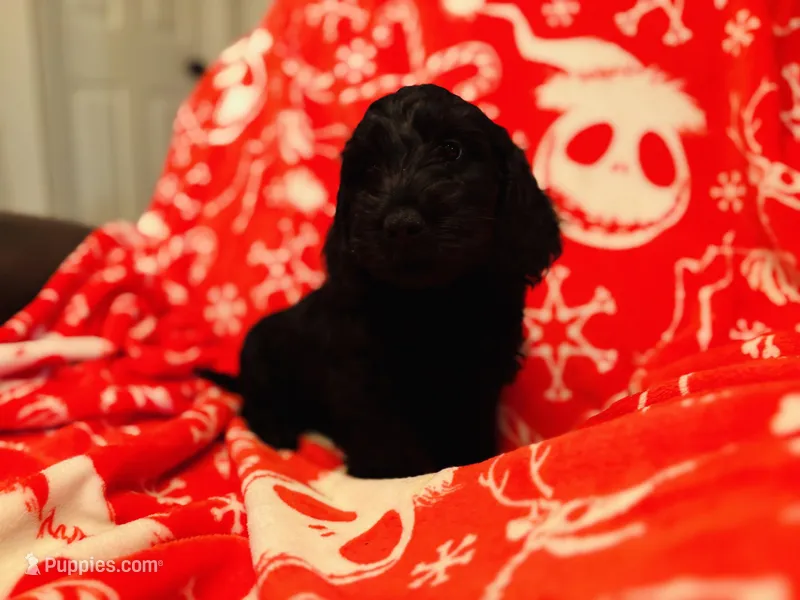 Lue – Doxiepoo puppy for sale in Haines City, FL