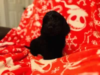 Lue, a male Doxiepoo for sale in Haines City, FL – Photo 1 of 2