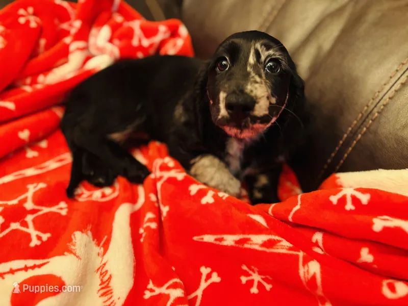 Milkshake  – Dachshund puppy for sale in Haines City, FL