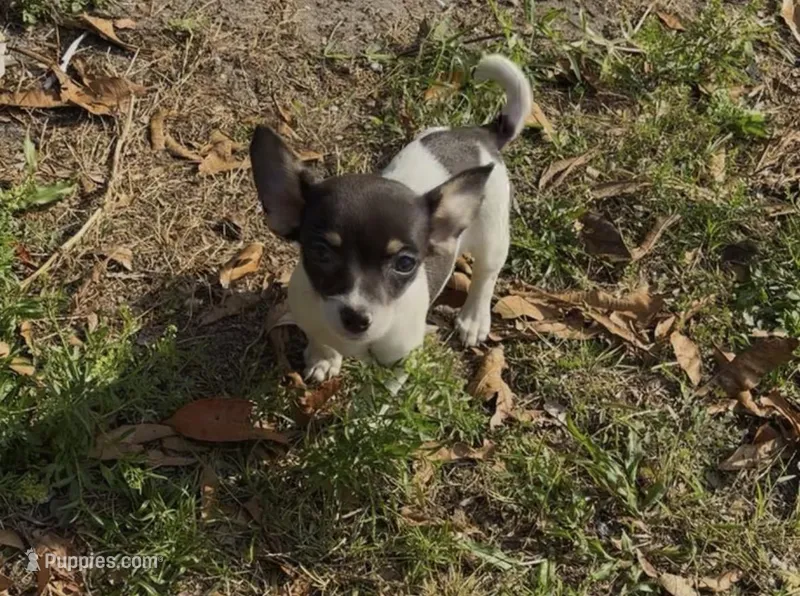 Baby Lola bean  – Chihuahua puppy for sale in Haines City, FL