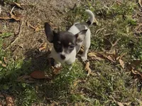 Baby Lola bean , a female Chihuahua for sale in Haines City, FL – Photo 1 of 2