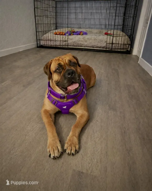 Magnolia  – Cane Corso puppy for sale in Haines City, FL