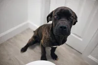 Seff, a male Cane Corso for sale in Haines City, FL – Photo 2 of 2