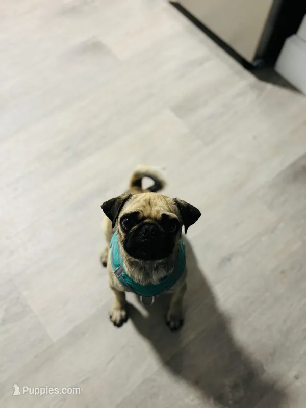 Fatty patty  – Pug puppy for sale in Haines City, FL