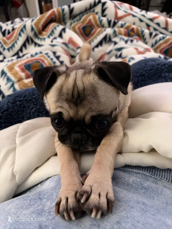 Fatty patty  – Pug puppy for sale in Haines City, FL
