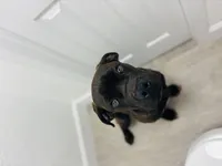 Seven , a male Cane Corso for sale in Haines City, FL – Photo 2 of 4