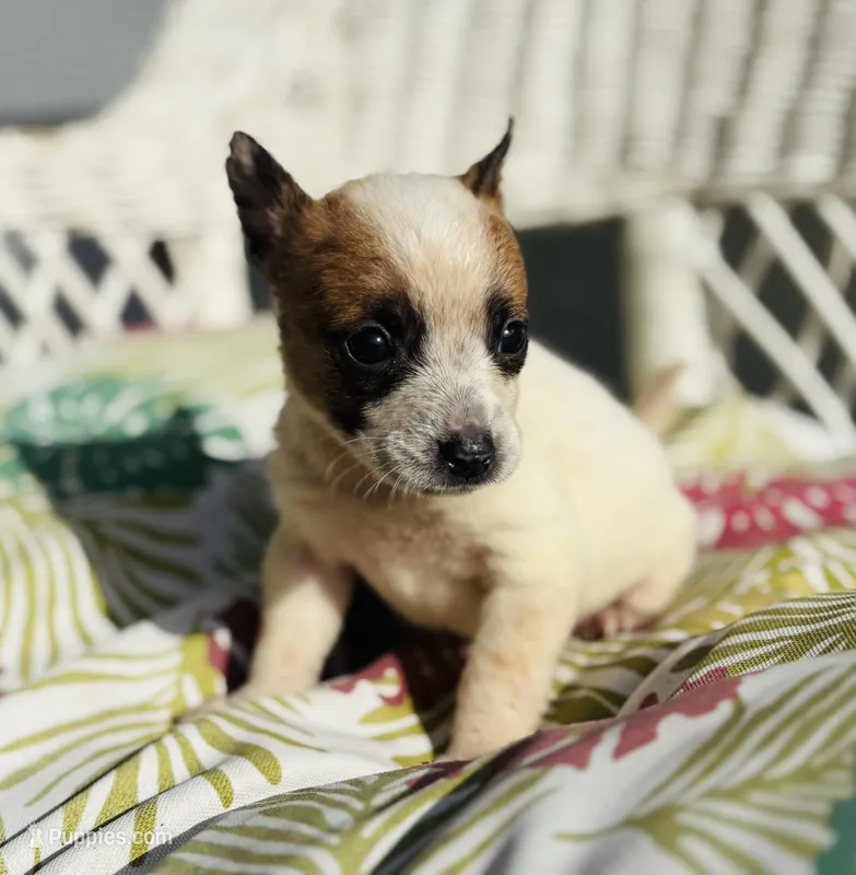 Loki, a male Chihuahua for sale in Haines City, FL – 1 of 1