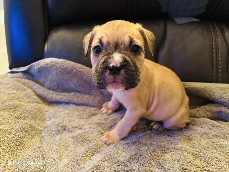 Fiona , a female English Bulldog and French Bulldog for sale in Haines City, FL – Photo 1 of 1