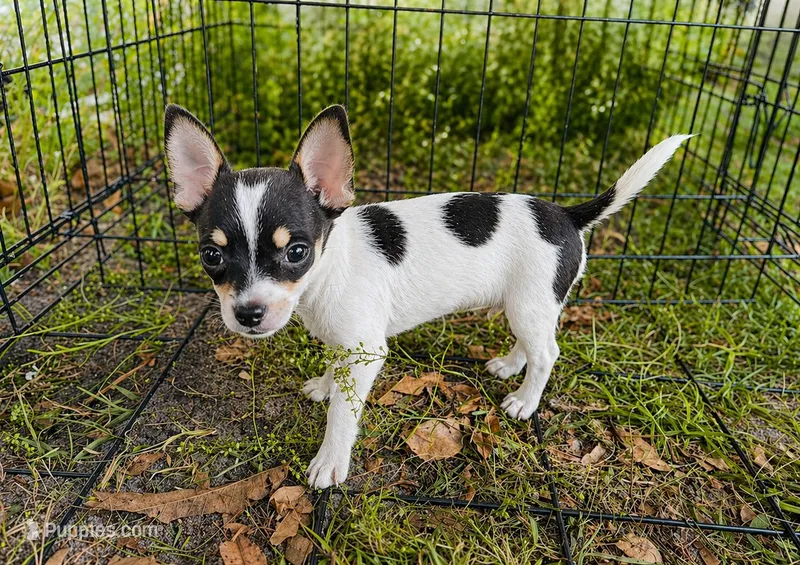 Reece  – Chihuahua puppy for sale in Haines City, FL