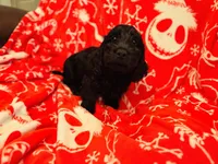 Luie, a male Doxiepoo for sale in Haines City, FL – Photo 3 of 3