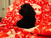 Luie, a male Doxiepoo for sale in Haines City, FL – Photo 2 of 3