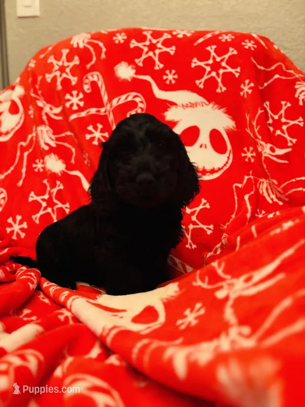 Luie – Doxiepoo puppy for sale in Haines City, FL