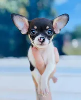 Baby Rex , a male Chihuahua for sale in Haines City, FL – Photo 2 of 2