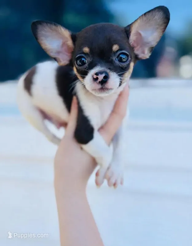 Baby Rex  – Chihuahua puppy for sale in Haines City, FL