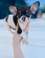 Baby Rex , a male Chihuahua for sale in Haines City, FL – Photo 1 of 2