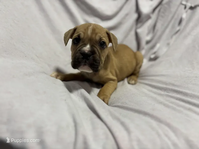 Kona  – English Bulldog, French Bulldog puppy for sale in Haines City, FL