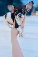 Baby Rex , a male Chihuahua for sale in Haines City, FL – Photo 2 of 2