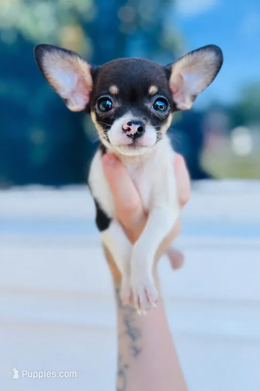 Baby Rex  – Chihuahua puppy for sale in Haines City, FL