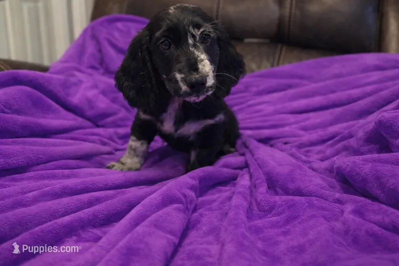 Milkshake  – Dachshund puppy for sale in Haines City, FL