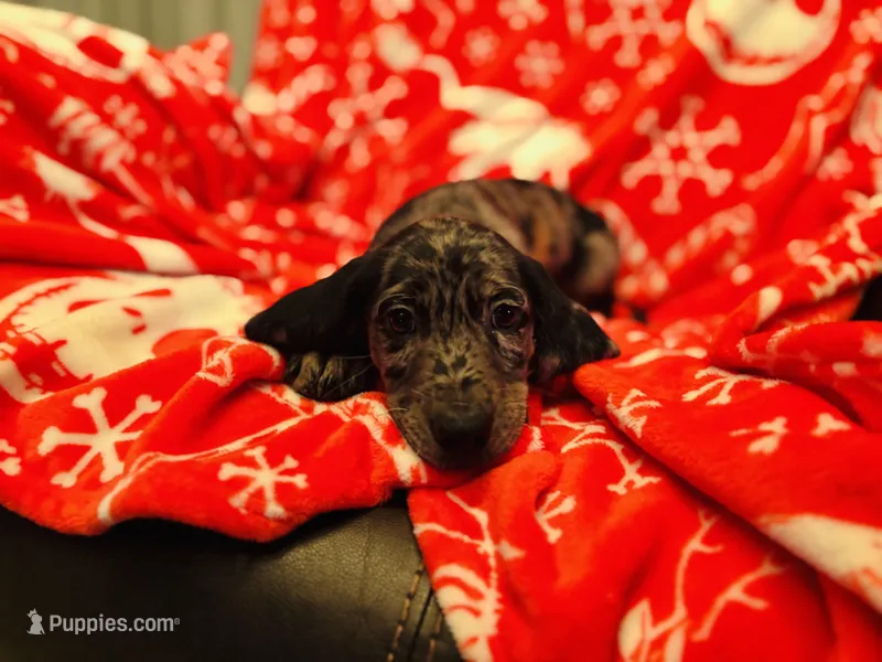 Velma  – Dachshund puppy for sale in Haines City, FL