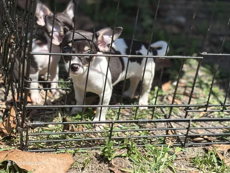 Lola bean  – Chihuahua puppy for sale in Haines City, FL