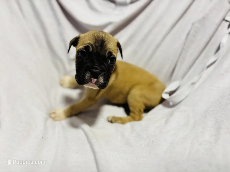 Maui  – English Bulldog, French Bulldog puppy for sale in Haines City, FL