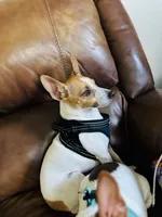 Teddy , a male Rat Terrier for sale in Haines City, FL – Photo 2 of 3