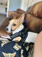 Teddy , a male Rat Terrier for sale in Haines City, FL – Photo 3 of 3