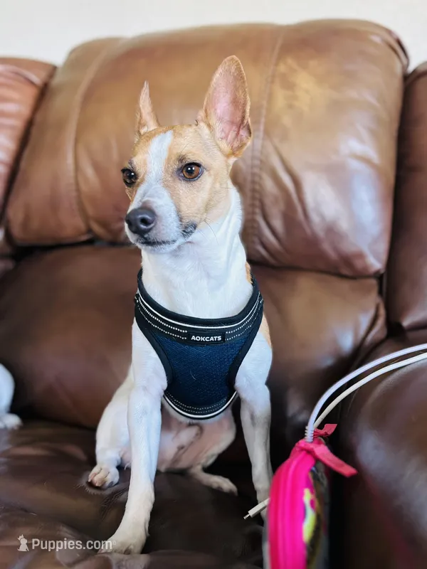 Teddy  – Rat Terrier puppy for sale in Haines City, FL