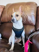 Teddy , a male Rat Terrier for sale in Haines City, FL – Photo 1 of 3