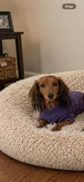 Saji , a female Miniature Dachshund for sale in Sebring, FL – 1 of 1