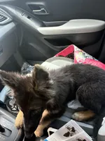 Summer, a female German Shepherd Dog for sale in Grand Prairie, TX – 5 of 6