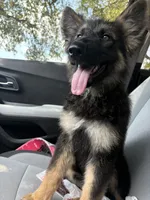 Summer, a female German Shepherd Dog for sale in Grand Prairie, TX – 6 of 6
