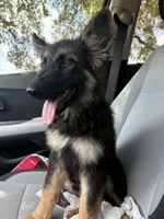 Summer, a female German Shepherd Dog for sale in Grand Prairie, TX – 3 of 6