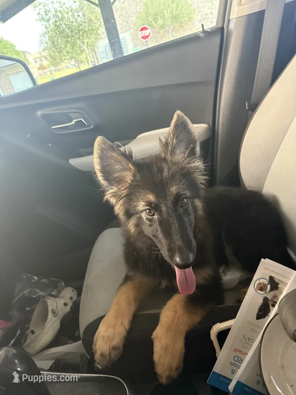 Summer – German Shepherd Dog puppy for sale in Grand Prairie, TX
