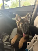 Summer, a female German Shepherd Dog for sale in Grand Prairie, TX – 2 of 6