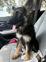 Summer, a female German Shepherd Dog for sale in Grand Prairie, TX – 4 of 6