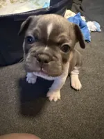 Frenchie Muppets Fozzie , a male French Bulldog for sale in Miami, FL – Photo 6 of 10