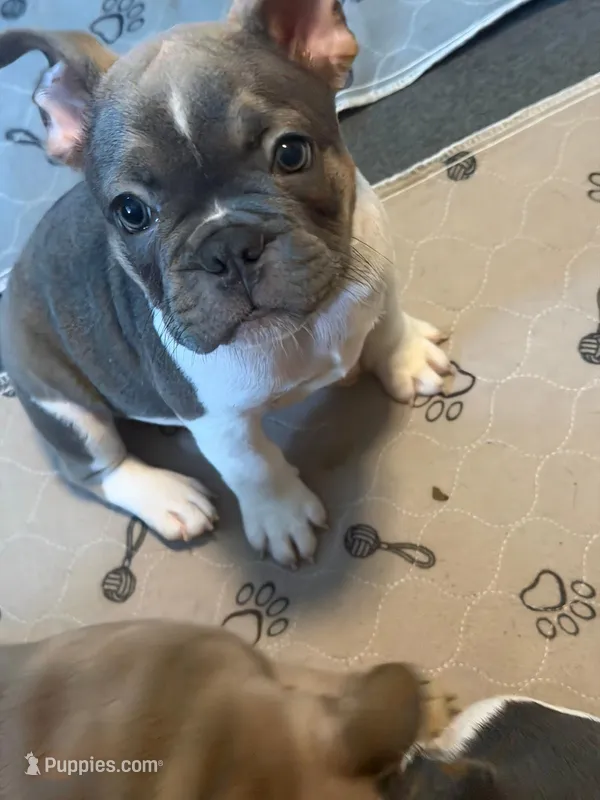 Frenchie Muppets Fozzie 