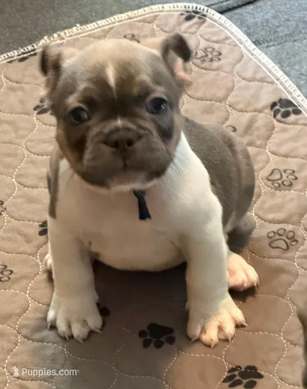 Frenchie Muppets Fozzie 