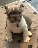 Frenchie Muppets Fozzie , a male French Bulldog for sale in Miami, FL – Photo 1 of 10