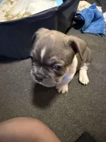 Frenchie Muppets Fozzie , a male French Bulldog for sale in Miami, FL – Photo 5 of 10