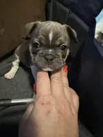 Frenchie Muppets Fozzie , a male French Bulldog for sale in Miami, FL – Photo 3 of 10