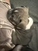 Frenchie Muppets Fozzie , a male French Bulldog for sale in Miami, FL – Photo 8 of 10